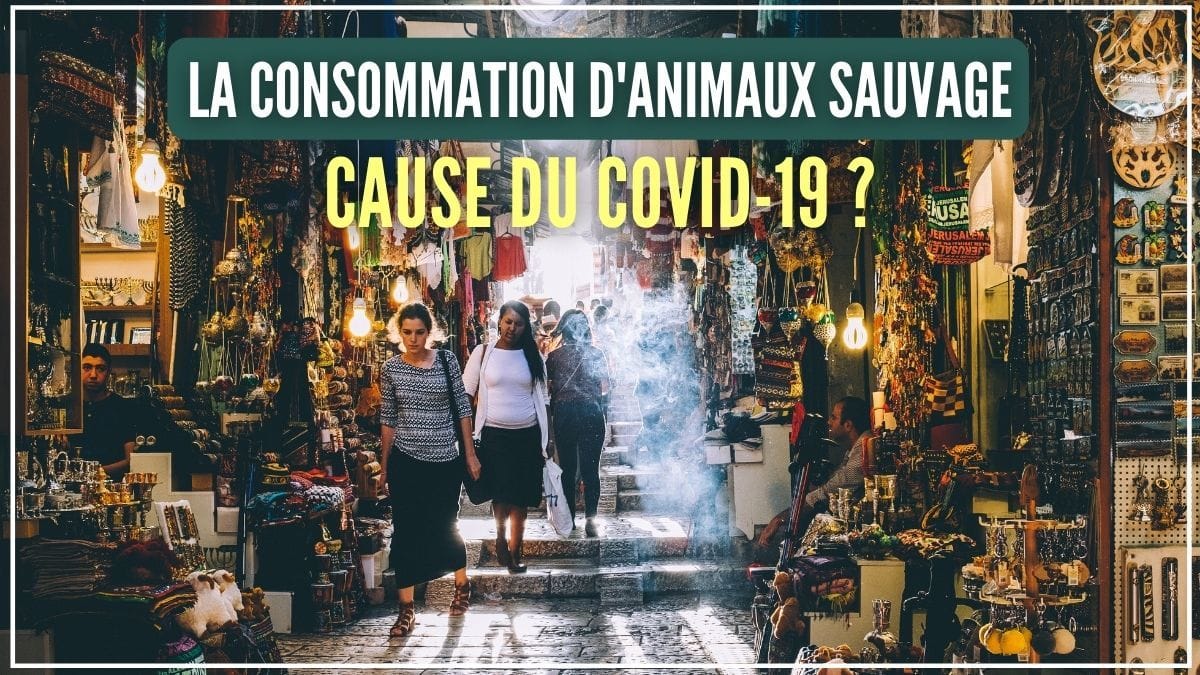 La consommation d'animaux sauvage : cause du coronavirus ?